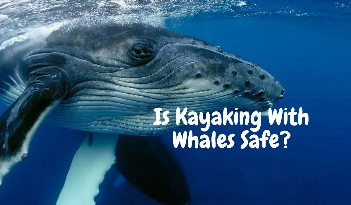 Is Kayaking With Whales Safe